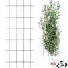 Suport pentru plante – grilaj de grădină 150 x 60cm - 7 
