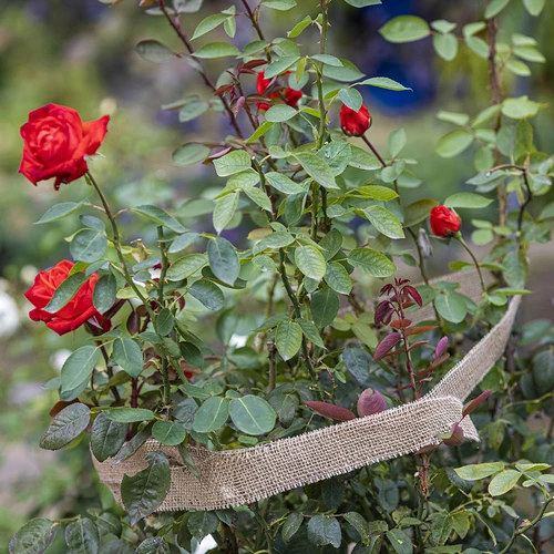 Bandă de iută 5 cm / 8 m - 7
