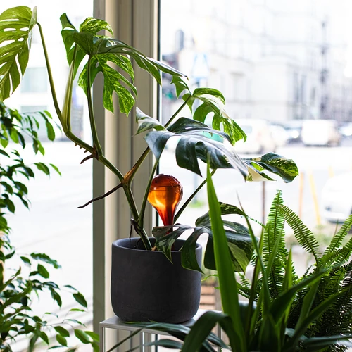 Bile de irigare pentru plante, chihlimbar transparente, 400 ml, 2 buc. - 11