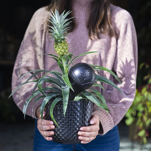 Bile de irigare pentru plante, negre mate, 400 ml, 4 buc. - 10