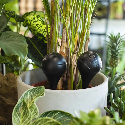 Bile de irigare pentru plante, negre mate, cu dop, 400ml, 4 buc. - 9