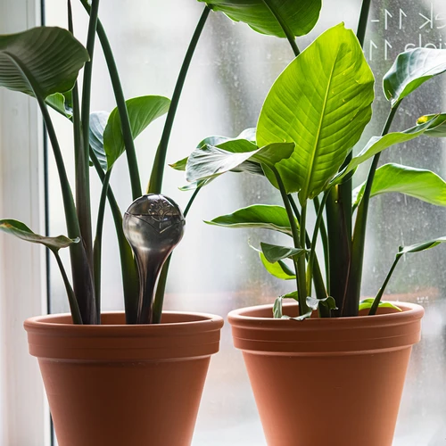 Bile de irigare pentru plante, negre transparente, 400 ml, 2 buc. - 9