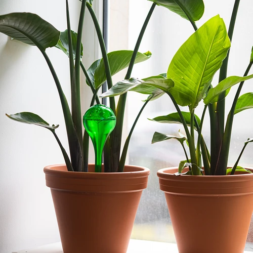 Bile de irigare pentru plante, verzi transparente, 400 ml, 2 buc. - 9