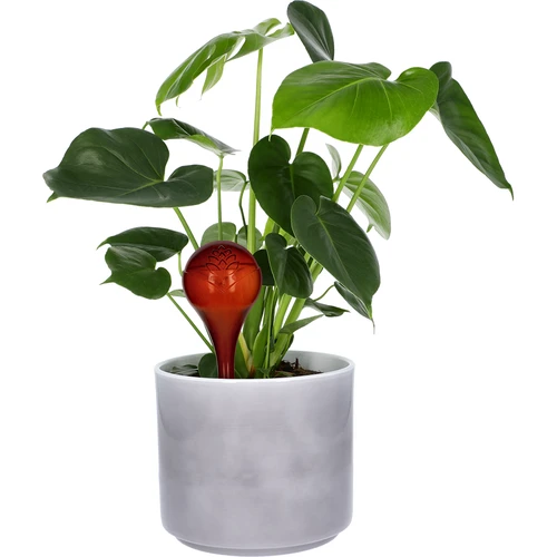 Bile de udare pentru plante, chihlimbar transparente, 400 ml, 4 buc. - 6