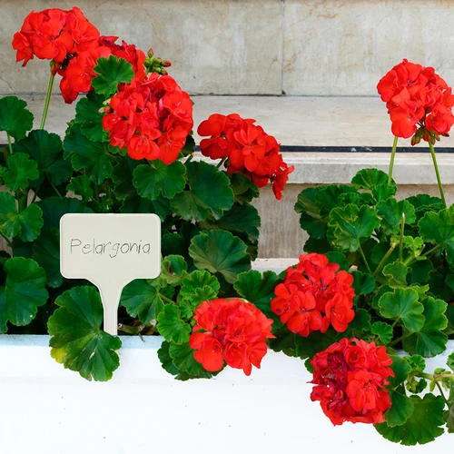 Etichete pentru descrierea plantelor + creion mix 10+20 buc. - 9