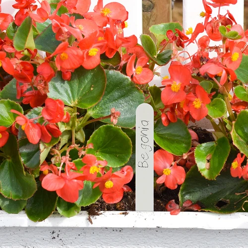 Etichete pentru descrierea plantelor + creion mix 10+20 buc. - 8