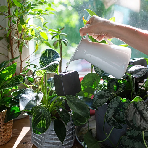 Irigator pentru plante – tablă neagră, 200 ml - 8