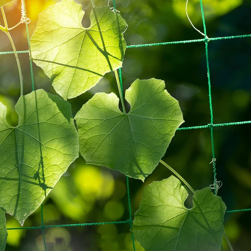 Plasă pentru plante cățărătoare, 1,8 x 5m - 5