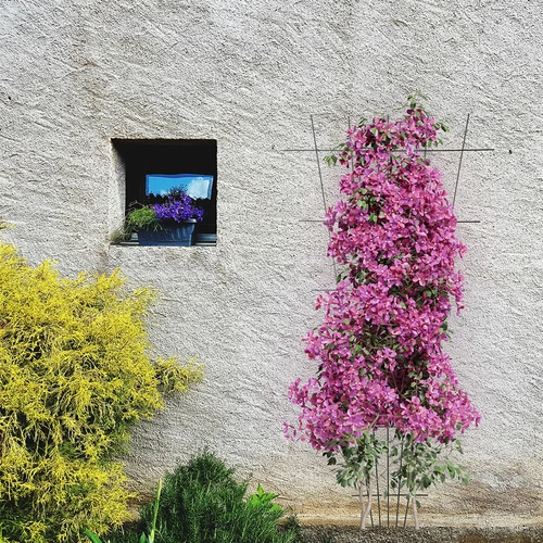 Suport pentru plante - grilaj de grădină îngustat 150 x 75cm - 4